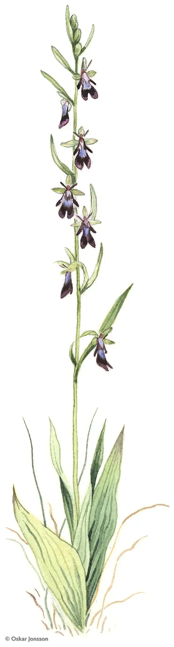 Flugblomster