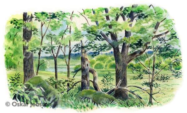 Älvgärde Älvgärde