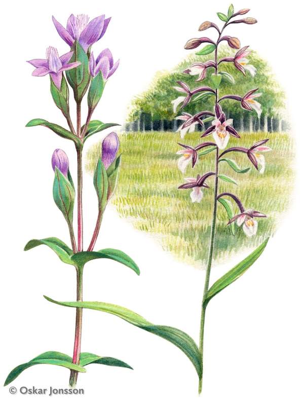 Ängsgentiana