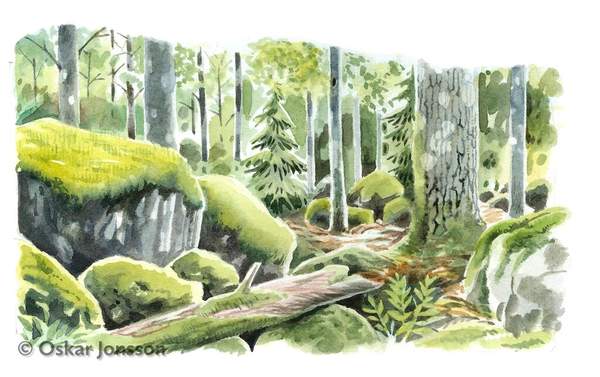 Edshammarsskogen Edshammarsskogen