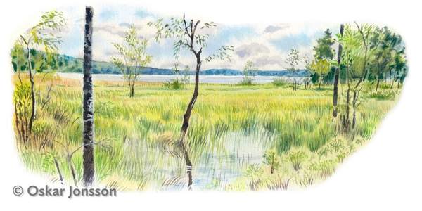 Svartkärret Svartkärret